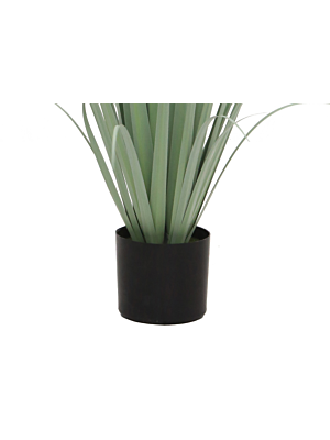 Herbe Gladiolus grass avec pot 121cm - Vert