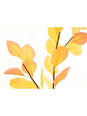 Feuilles d'eucalyptus 90cm - Jaune