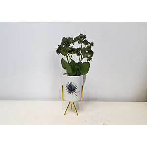 Plante ARTIFICIELLE AVEC POT EN CERAMIC 13x13x32cm - Blanc