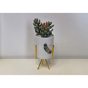 Plante ARTIFICIELLE AVEC POT EN CERAMIC 11x11x26cm - Blanc